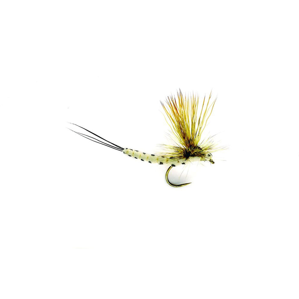 Mohican Mayfly