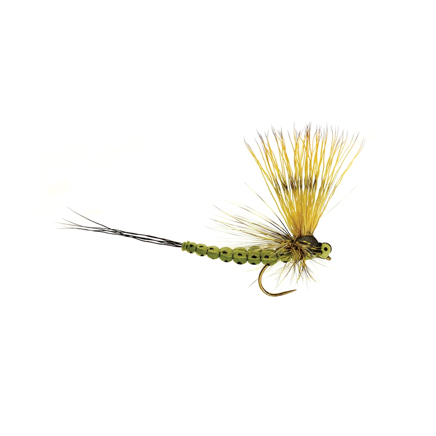Mohican Mayfly